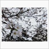 しっとり濡れた可憐な桜﻿🌸