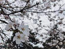 しっとり濡れた可憐な桜﻿🌸