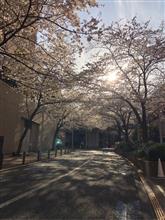 桜坂