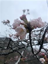 雨のお出かけ