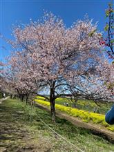 そうだ❣️桜を見に行こう〜(*☻-☻*)