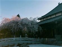 古刹に花咲くしだれ桜