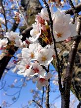在宅勤務のランチタイムを利用したソロ花見