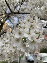 ドイツも桜の季節　Part2
