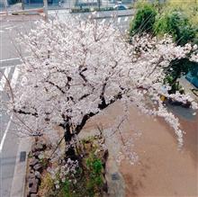 ランチ難民！ついでに桜♪