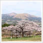 桜を求めてポタリング