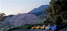 ジラカンス桜🌸とナイトエスロクカルガモ
