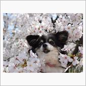 桜三昧の休日です🌸