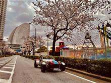 桜木町の桜②