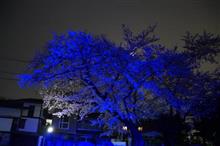 そして青桜と夜桜と