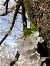 恩田川の桜