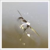 フロントガラス修理