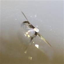 フロントガラス修理