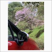 C3でお花見プチドラ