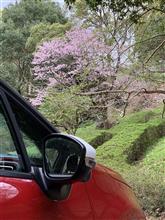 C3でお花見プチドラ