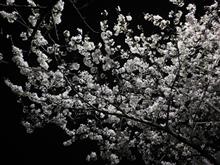 更に夜桜