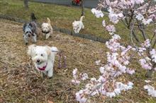 山の公園で花見ミニオフ会(*^^*)