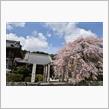 勝泉寺の枝垂れ桜