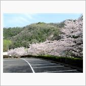 桜・カプチーノ・2021