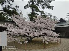 出雲大社・花見