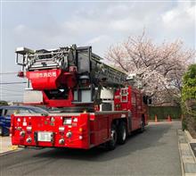 消防車 と 桜