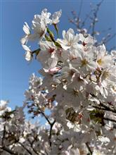 桜🌸と愛車🚘🚗と古墳と〜Σ੧(❛□❛✿)