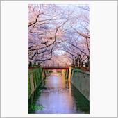 東京・目黒川の桜並木は都内の ...