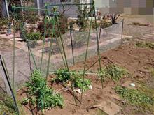 南庭のミニ菜園 南庭のミニ菜園