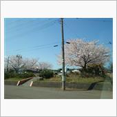 【満開の桜】・・・。