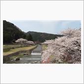 里山公園の桜が満開に成りました