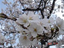 🌸　WHITE