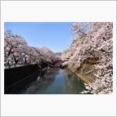奥の細道むすびの地の桜