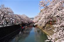 奥の細道むすびの地の桜