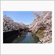 奥の細道むすびの地の桜