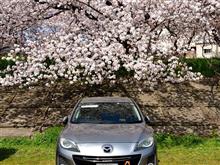 海蔵川堤防の桜