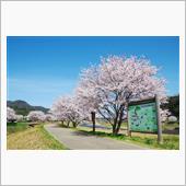 桜 2021