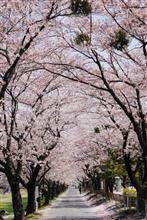 桜巡り・・・ 桜巡り・・・