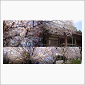 桜（2021年）