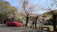 岡山護国神社の桜