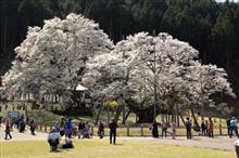 岐阜の桜巡り