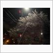 たぶん見納めの桜