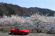 駆け足で駆け抜けた今年の桜ドライブ