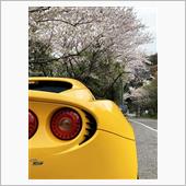 桜見おさめ〜🌸