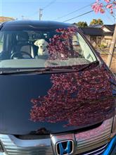 久々の陽気に誘われ、シールはがし、洗車、ワンコと桜散歩したよ！