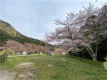 お花見キャンプ　2日目