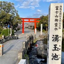 ふらりと お散歩⛩ 〜 いつもの神社も満開を迎えました🌸 [後編]