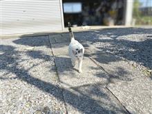 愛猫 Ｂｏｏ