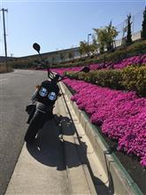 葉桜でも芝ザクラ