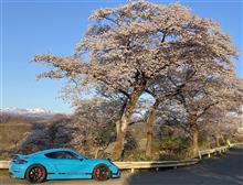 桜と音を求めて。