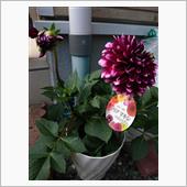 お花の入れ替え。
